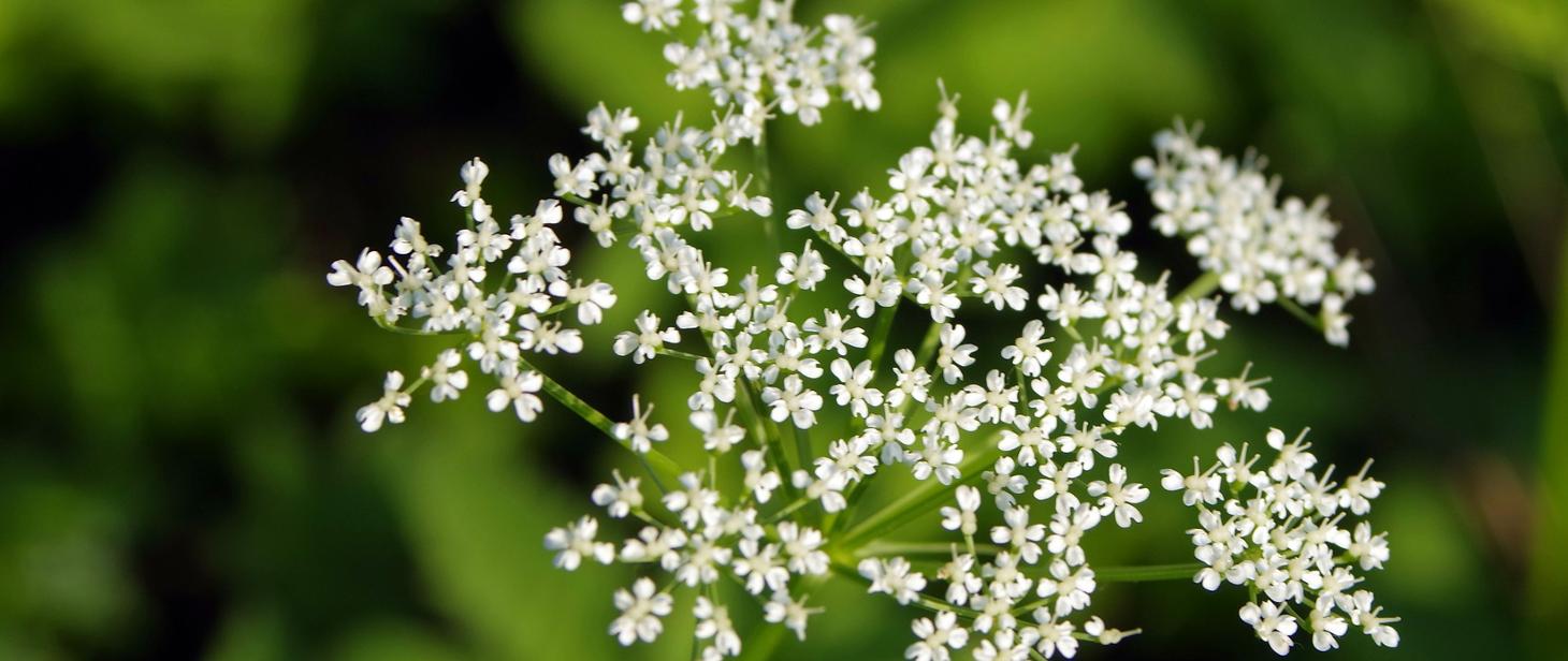 Barszcz Sosnowskiego