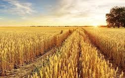 Zdjęcie do Zmiany w szacowaniu strat w gospodarstwach rolnych spowodowanych suszą w 2023r.