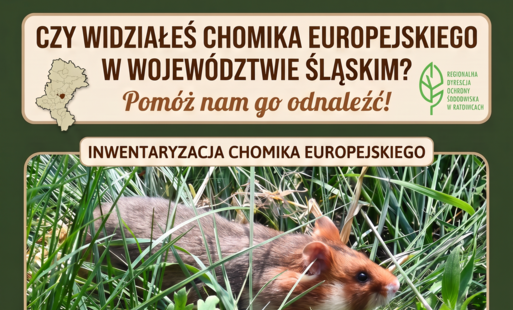 Grafika ilustracyjna